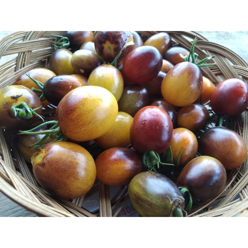 Benih Bibit Biji - Tomat Cherry Indigo Kumquat Merah-Kuning-Ungu Tomato Seeds