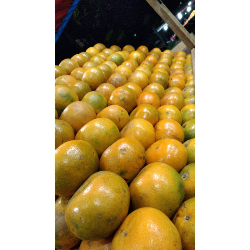 

Jeruk Medan manis