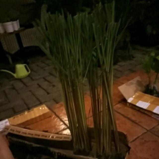 Pohon Sereh Merah