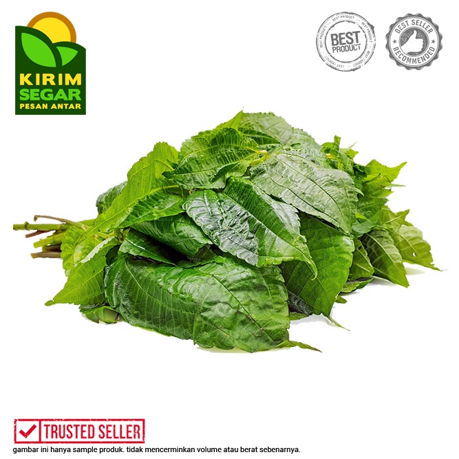 

Daun Pohpohan / Pohpohan Segar / Pohpohan Lalapan Segar/Perikat