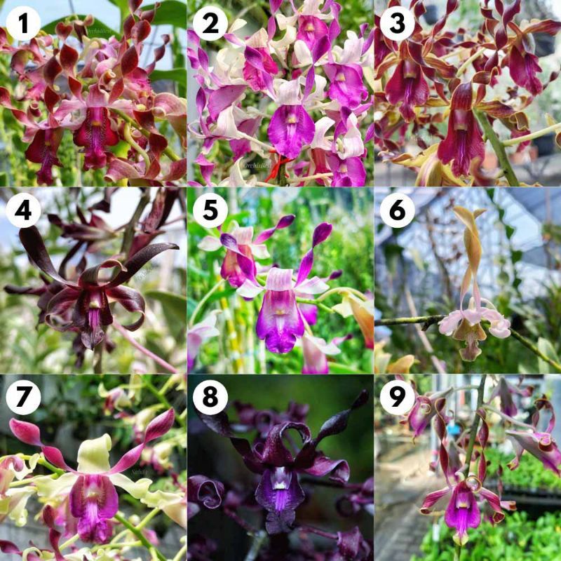 Remaja anggrek dendrobium melintir/keriting