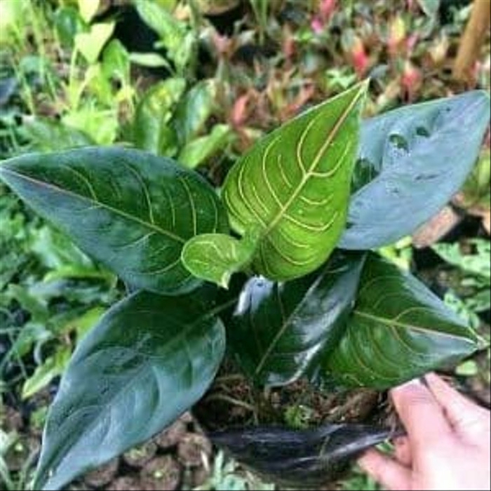 tanaman aglonema rotundum/aglaonema rotundum