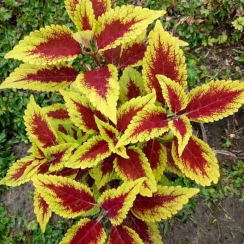tanaman coleus red lipstik yellow