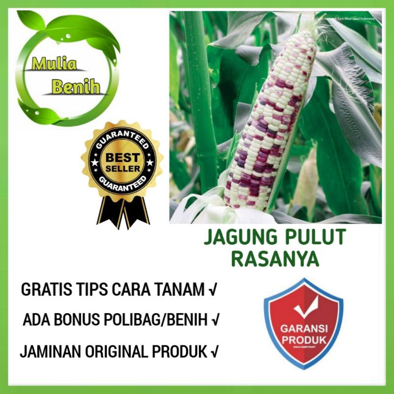 Benih Bibit Jagung Pulut RASANYA F1 Cap Panah Merah Isi 12 Biji - Benih Jagung Ketan Jagung Poleng