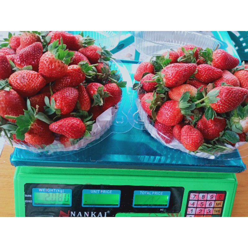 

STRAWBERRY KILOAN BUAH STRAWBERRY SEGAR GRADE A FRESH FULL BESAR & GREAT B CAMPUR (PRE ORDER)