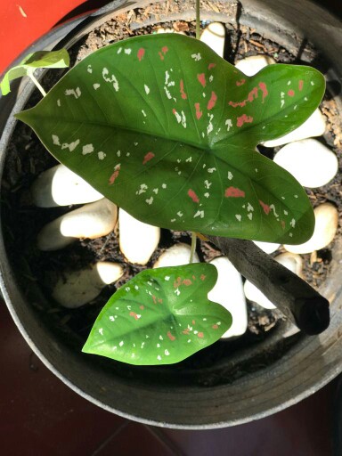 Keladi Joker / Keladi Hias Murah