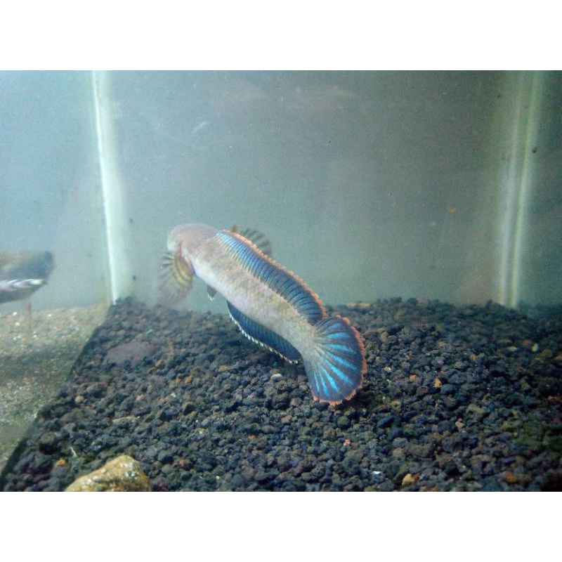 ikan chana limbata mata merah 20 cm