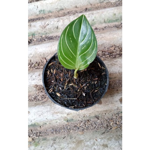 Tanaman hias Aglonema AJISAKA size S daun 1 up