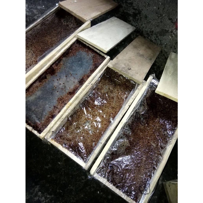 Klanceng Lanceng Langseng Trigona Kelulut Kelo Kelo Jenis Biroi Spiral