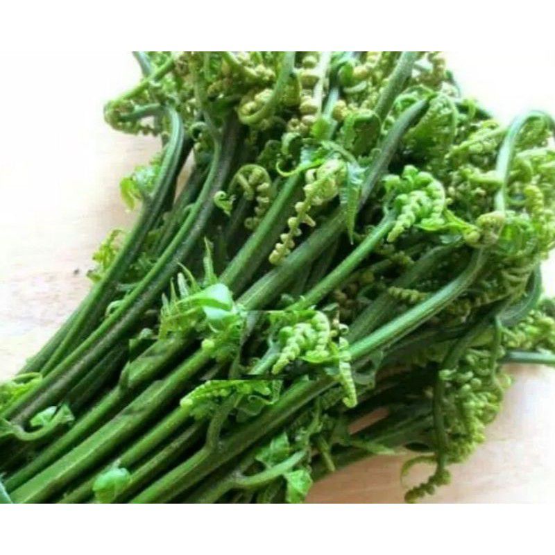 BIBIT PAKIS SAYUR -TANAMAN PAKIS PUCUK PAKIS- TANAMAN HIAS