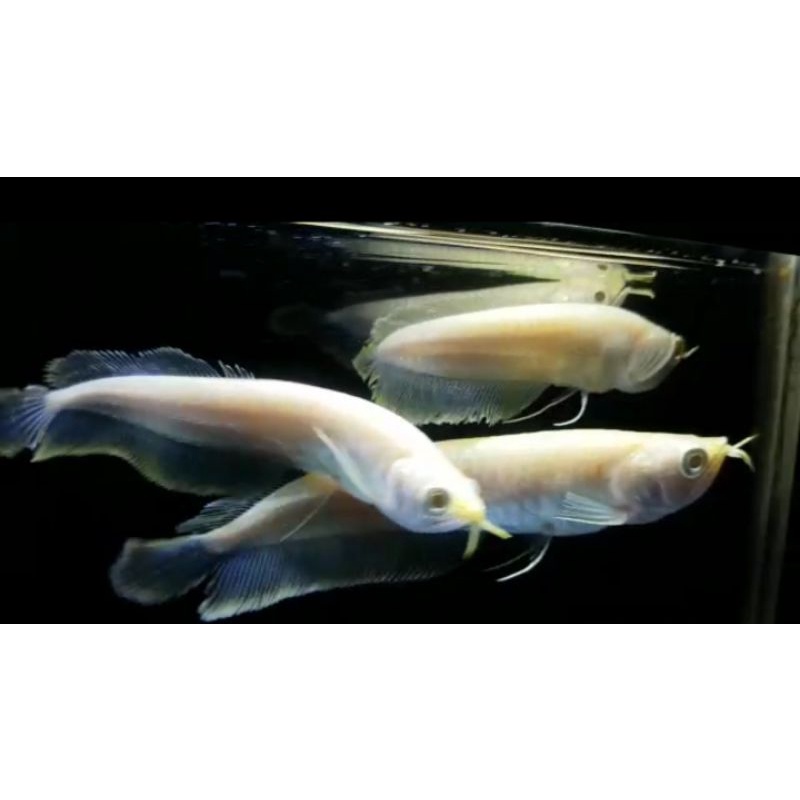 Arwana arowana silver albino mata merah 12ceem. GARANSI 100%.