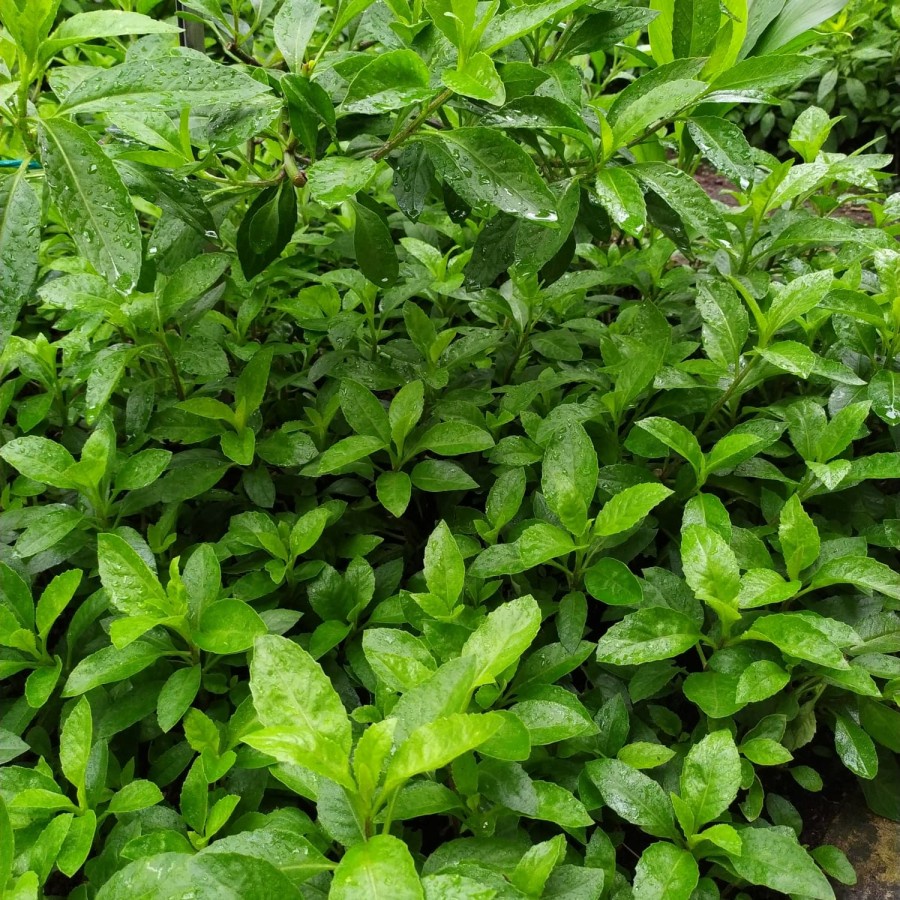 

Daun sambung nyawa/sembungnyawa obat herbal fresh 500 gram