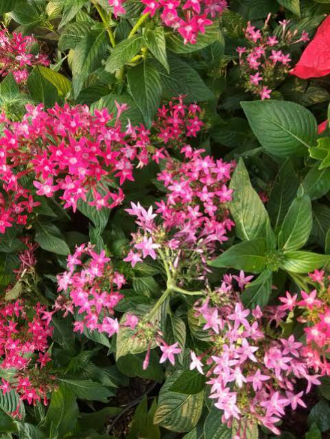 Bibit Tanaman Bunga Pentas Warna Pink Cantik