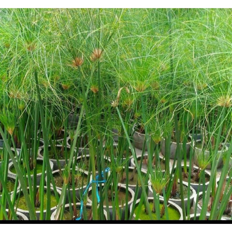 Tanaman hias air papyrus Giant