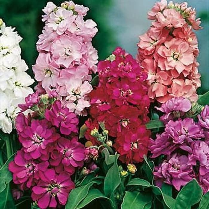 Benih Bibit Biji - Bunga Stock Brompton Mixed Flower Seeds - IMPORT