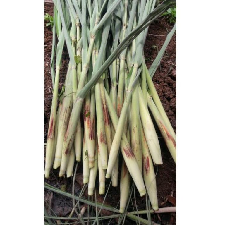 

PRODUCT TERLARIS Terubuk turubuk telu tebu telur tebo 500g ♔ 883