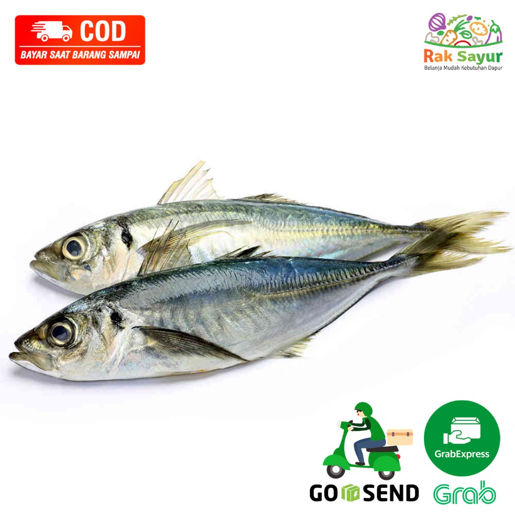 

Ikan Kembung Gambolo Segar Fresh 500gr Murah Ikan Daging Segar Rak Sayur