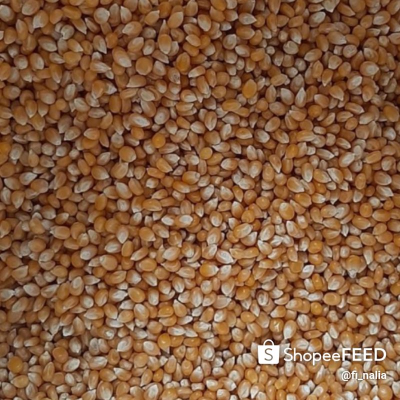 

Jagung Pop Corn 1kg