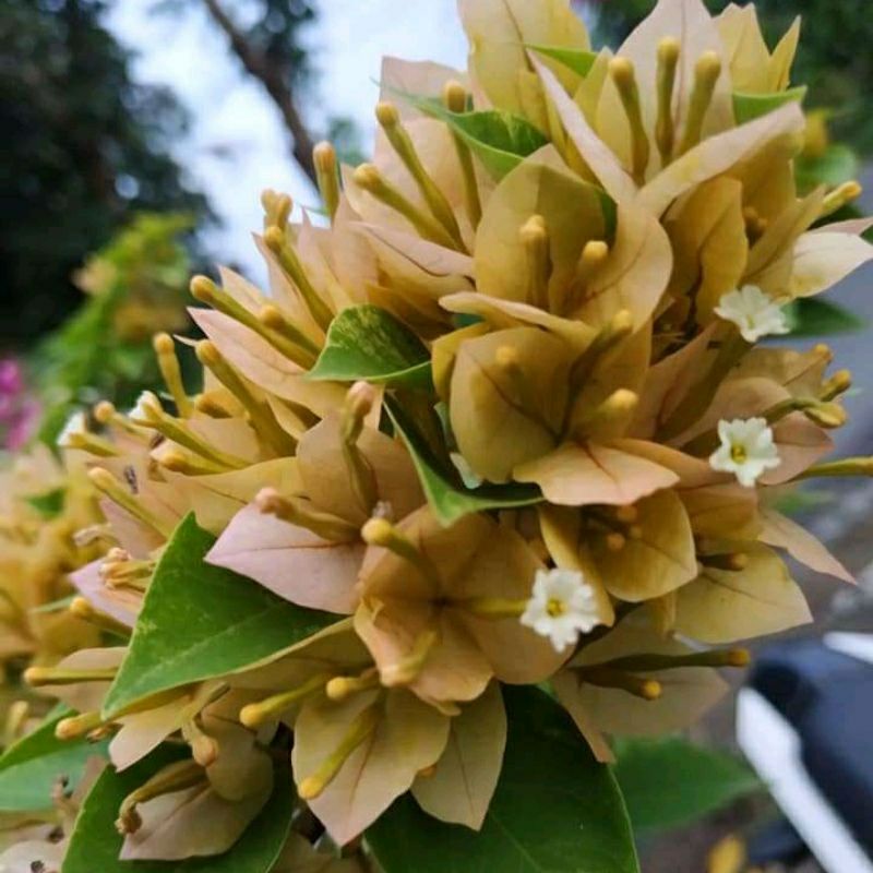 Bibit Tanaman Hias Bunga Bougenville Singapore Varigata Kuning Original Murah Cantik /Bunga Kertas