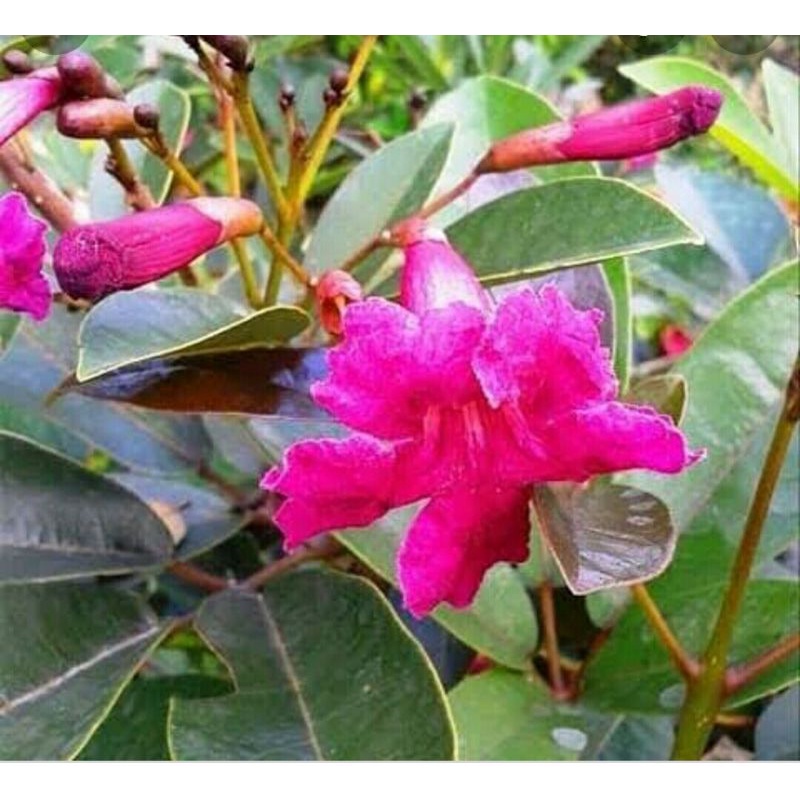 bibit tabebuya magenta merah okulasi