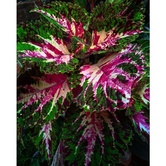 (Promo Beli 1 Gratis 1 Tanaman) Miana PREMIUM BATIK SULTAN JAVA/Coleus/Jawer kotok (AKAR)