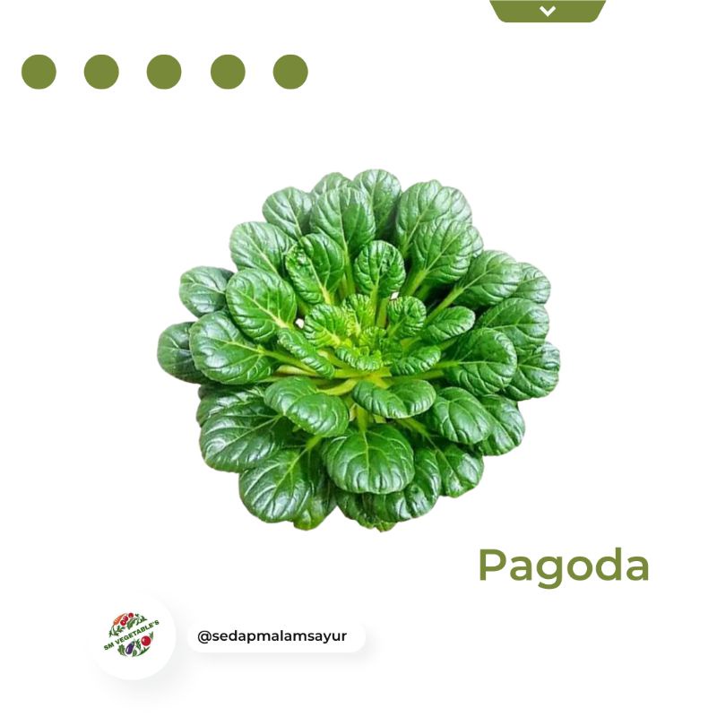 

PAGODA500gr