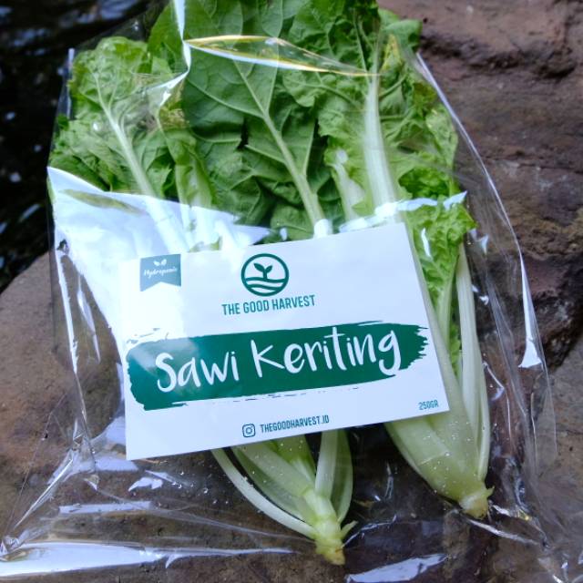 

Sayur Sawi Keriting Hidroponik - Curly Lettuce Vegetable Hydroponics 250G