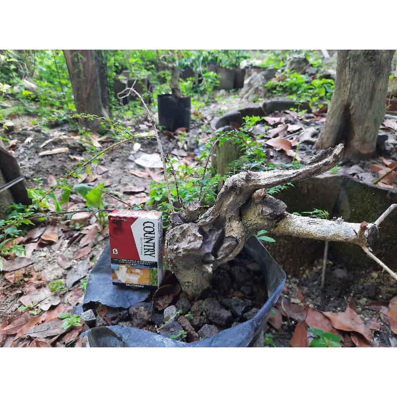 bahan bonsai wareng berkaraker