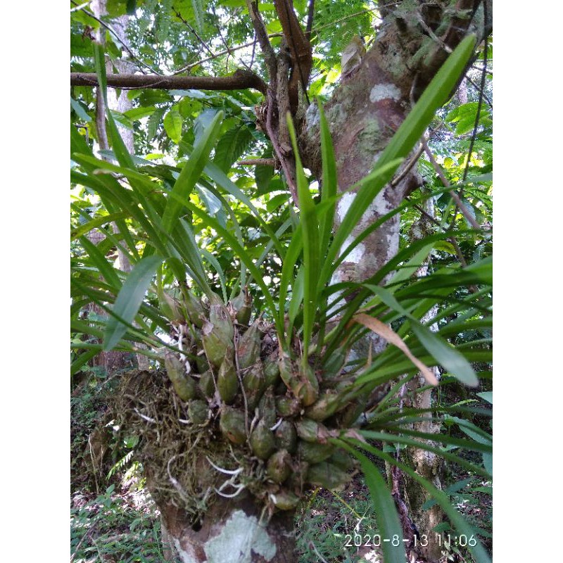 anggrek hutan bulbo mini