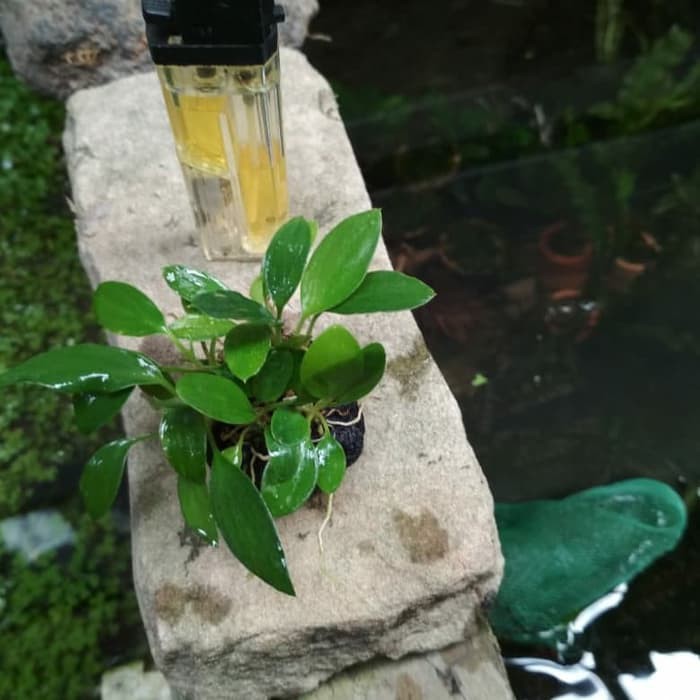 Anubias mini malis taneman aquascape
