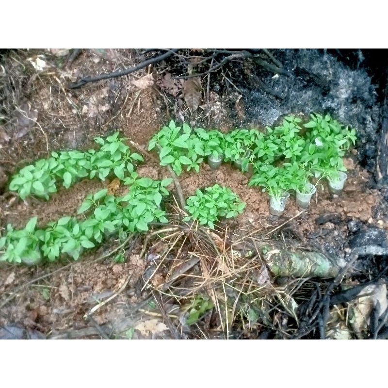 

Sayur Bayam 250 gr Solok Sumbar