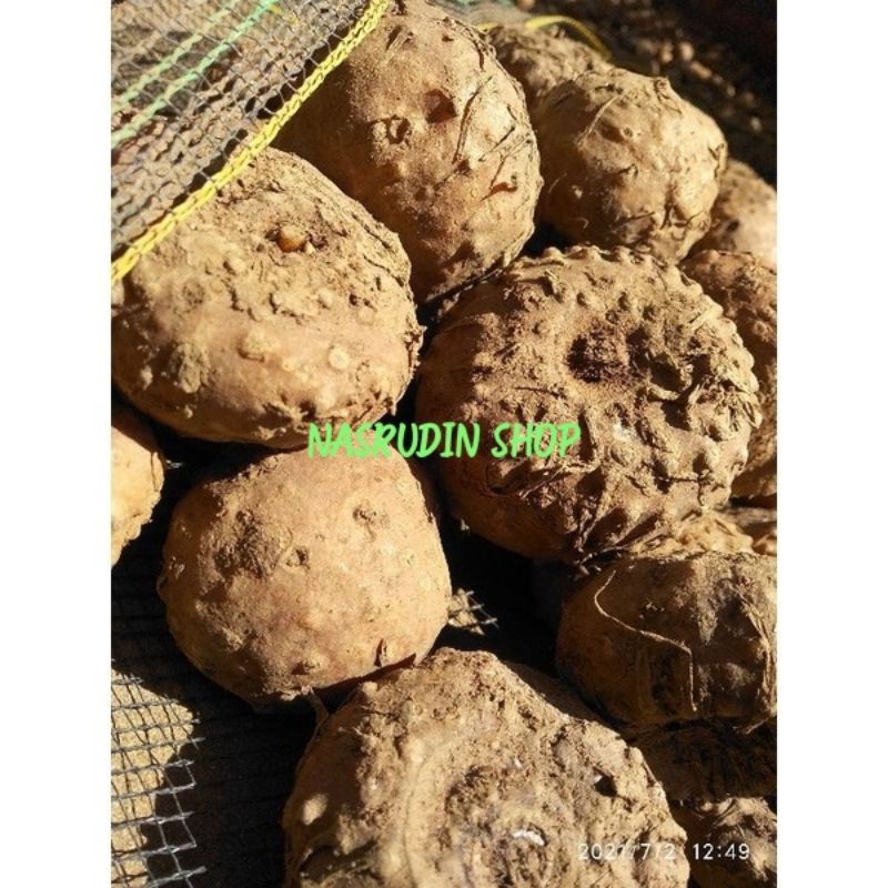 

[Fresh] BIBIT PORANG 1KG ISI 5-10 BIJI BIBIT UMBI PORANG SUPER ASLI DORMAN KARANTINA