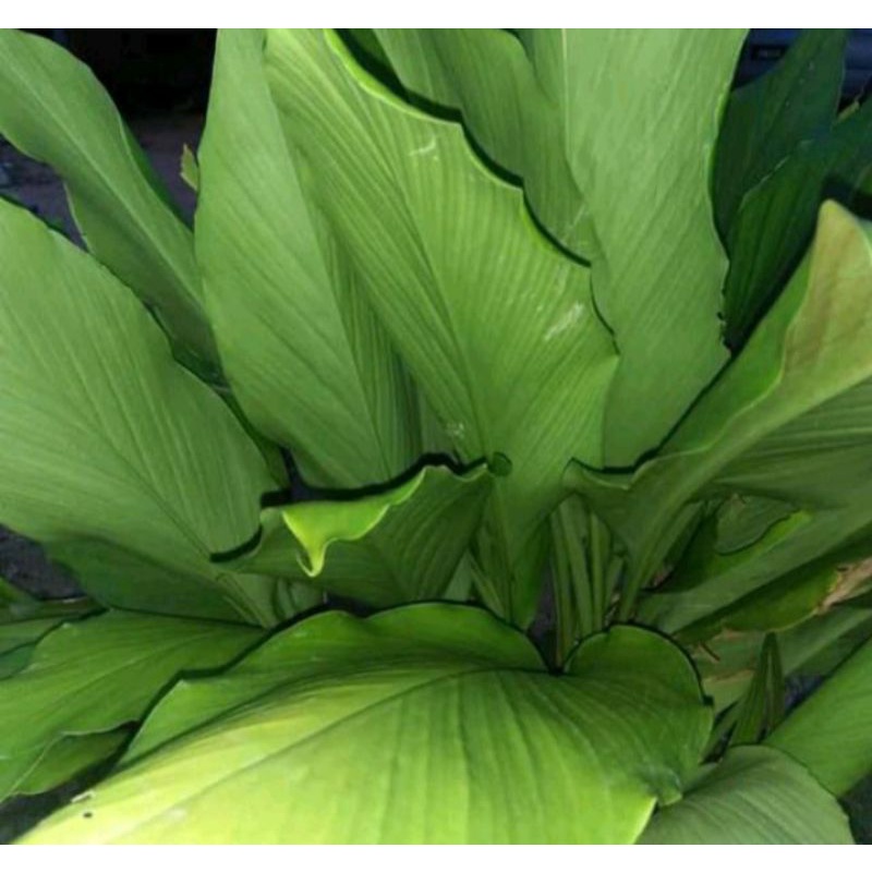 

Daun Kunyit Segar 1 Kg