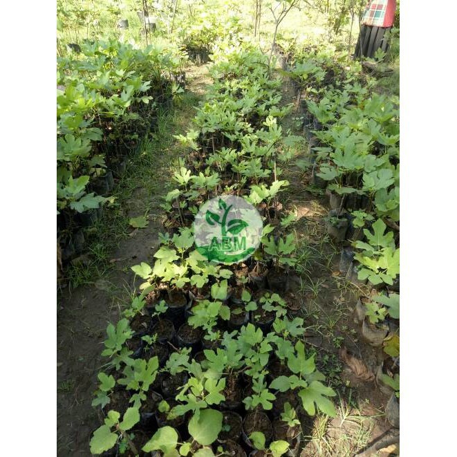

Bibit Buah Tin Merah Ungu Red Libya Unggulan