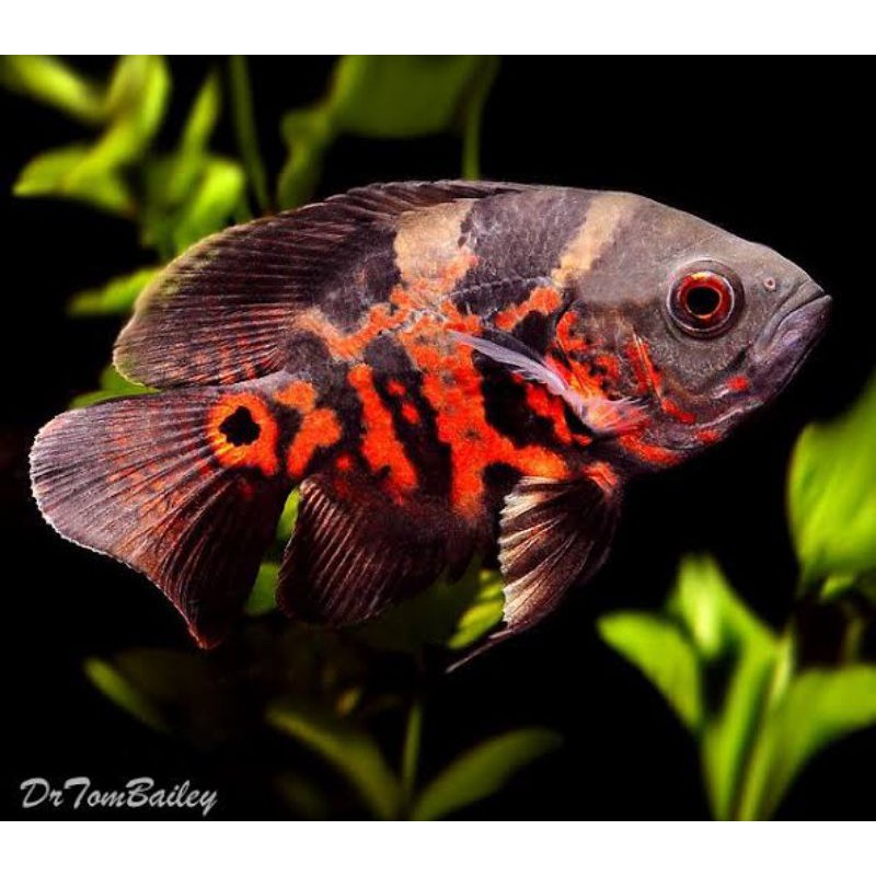 IKAN OSCAR BATIK anakan (PAKET ISI 2 EKOR)