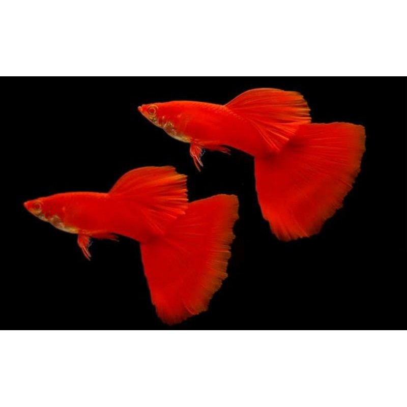 

Ikan Guppy super red