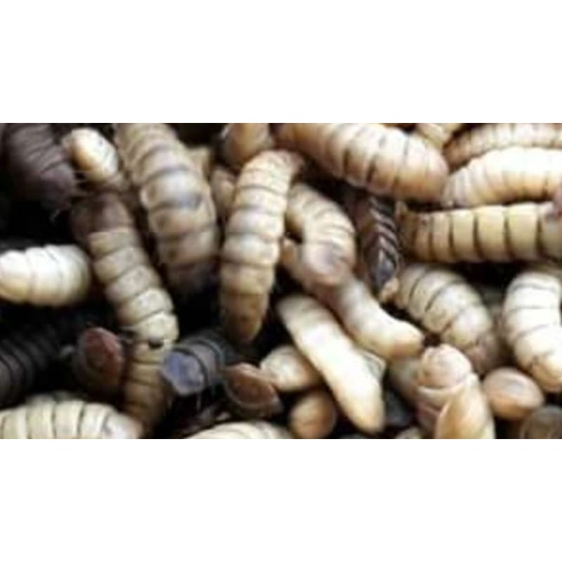 Larva Maggot Lalat BSF