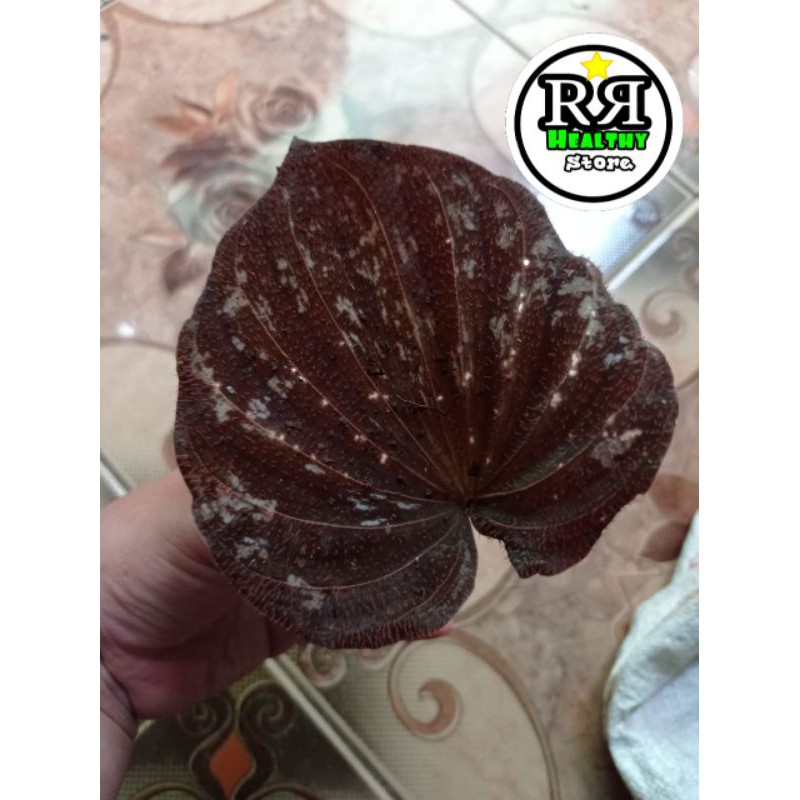 tanaman hias anggrek nervilia aragona nervilia anggrek tanah nervilia tanaman langka