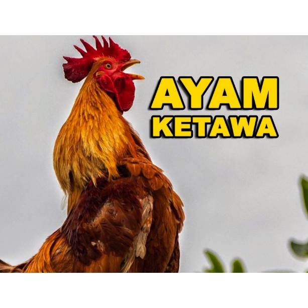 

TELUR AYAM KETAWA GRETEK DANGDUT KUNTI FERTIL ASLI UNTUK DITETASKAN