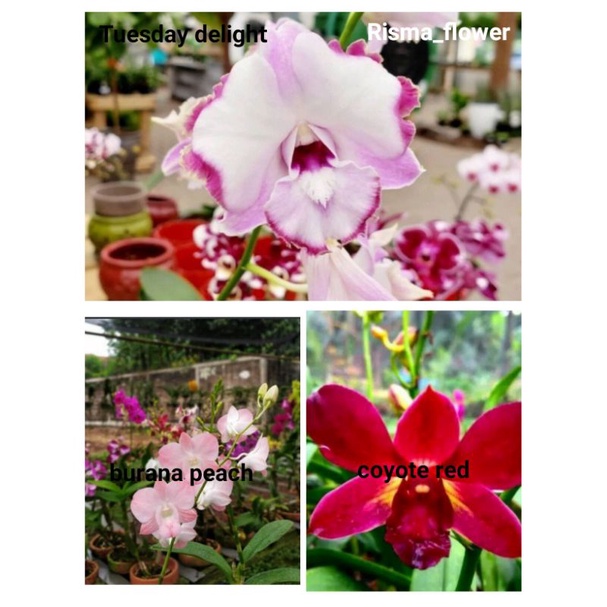 PAKET 3 POHON ANGGREK DENDROBIUM ( TUESDAY DELIGHT - COYOTE RED - BURANA PEACH )