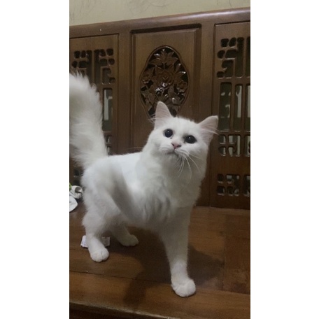 KUCING KITTEN ODD EYE BIGBONE