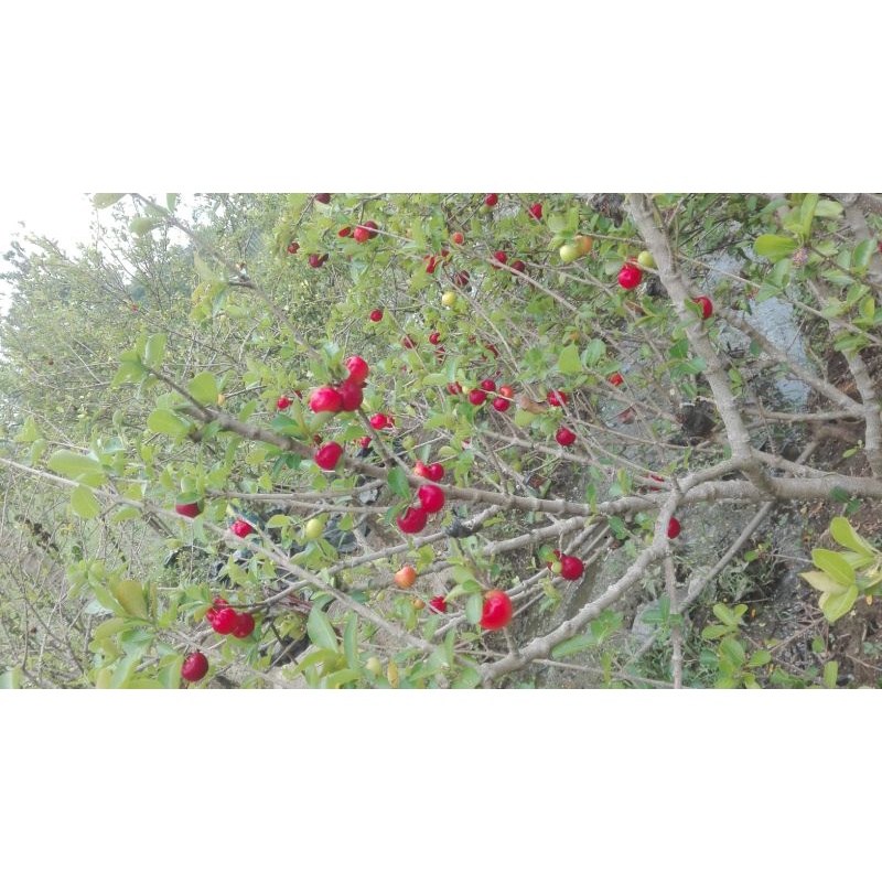 Buah Chery Bonsai | Sianci | Cherry Barbados