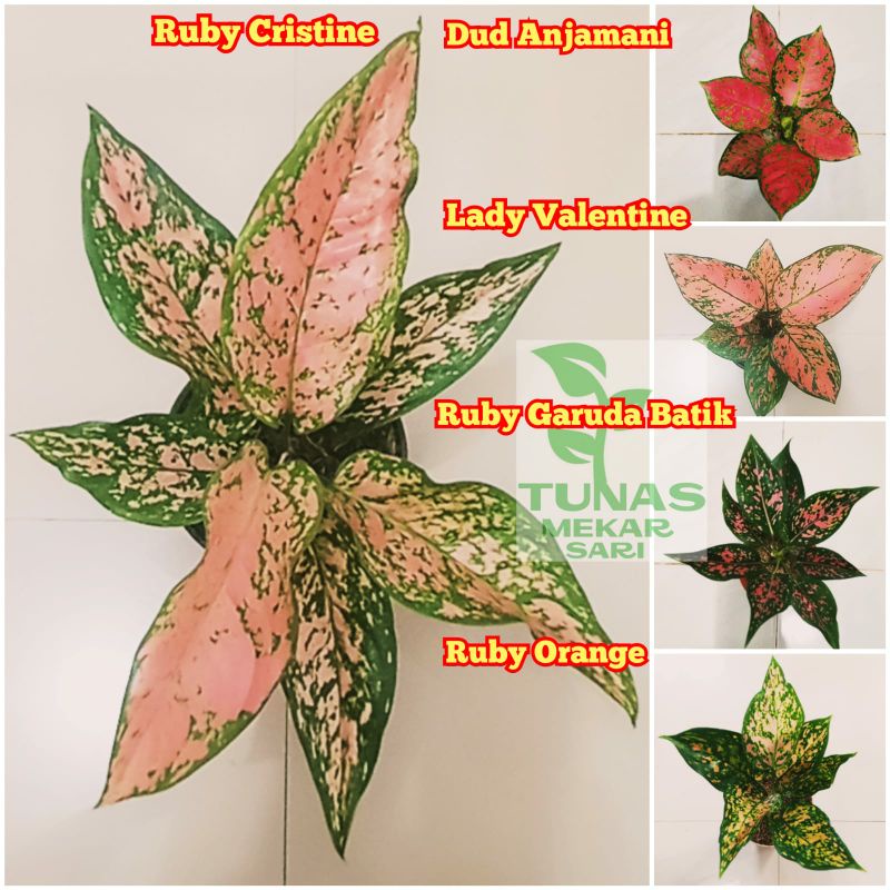 paket 5 pohon aglonema remaja