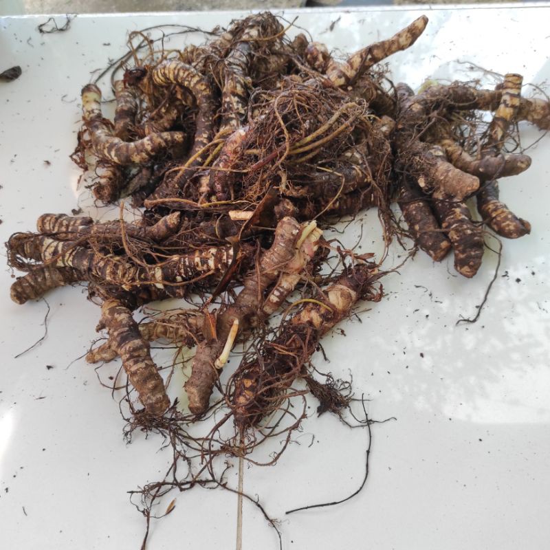 Bonggol Alocasia Dragon Scale / Silver (KG)