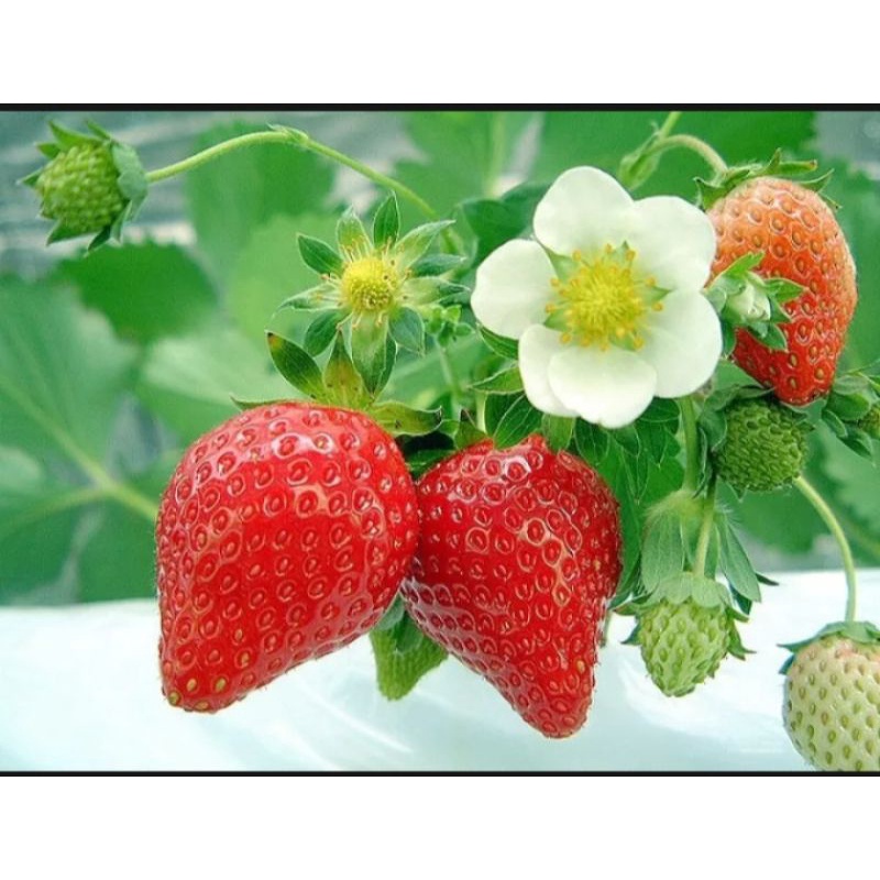 paket 20 bibit strawberry jumbo manis Giant California bibit unggulan