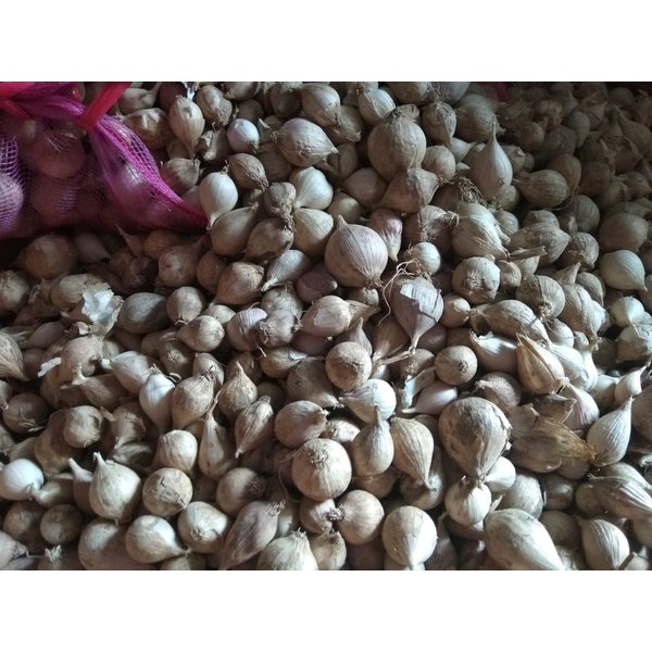 Bawang Putih Tunggal Lanang Lokal 500 Gram Terbatas Shopee Indonesia