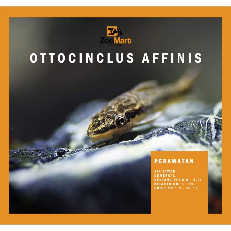 Otocinclus Affinis / Algae Eater / Oto Import