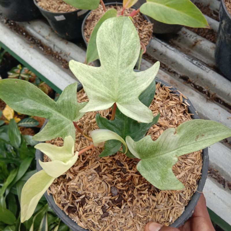 Tanaman Philodendron Florida Ghost Merpati Variegata