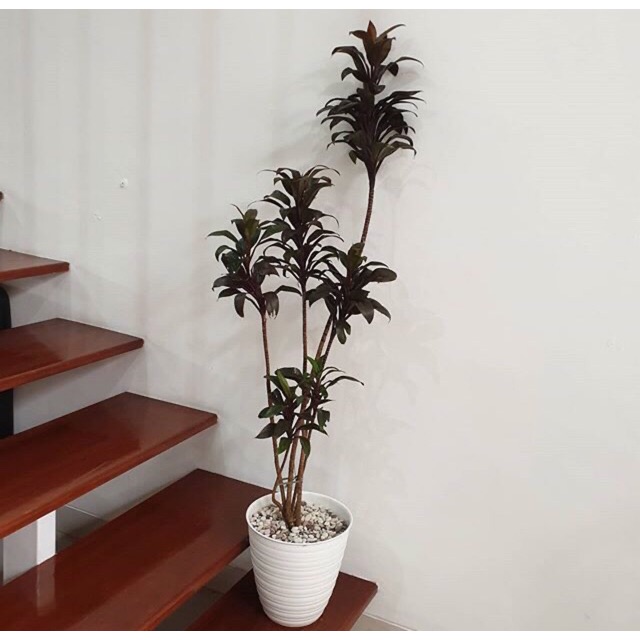 Hanjuang merah/ andong