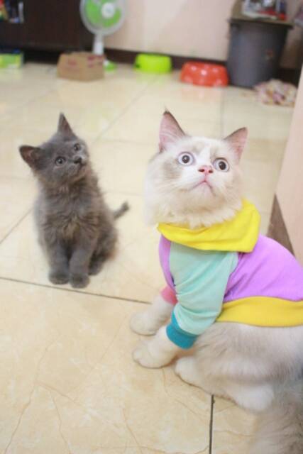 Kaos Jumper hoodie rainbow original murah meriah / baju kucing anjing size S M L XL (pilih satu)